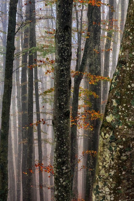  Foreste Casentinesi.
