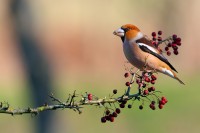 Frosone comune Coccothraustes coccothraustes.