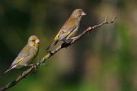 Verdone comune Chloris chloris.