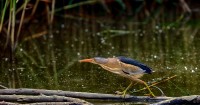 Tarabusino Ixobrychus minutus.