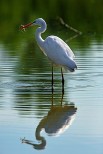 Airone bianco maggiore Ardea alba.