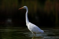 Airone bianco maggiore Ardea alba.