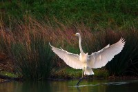 Airone bianco maggiore Ardea alba.