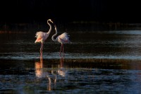 Fenicottero rosa Phoenicopterus roseus.