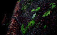 Sul sentiero. Foreste Casentinesi.