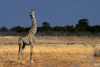 Giraffa dell'Angola Giraffa c. angolensis. Etosha, Namibia.